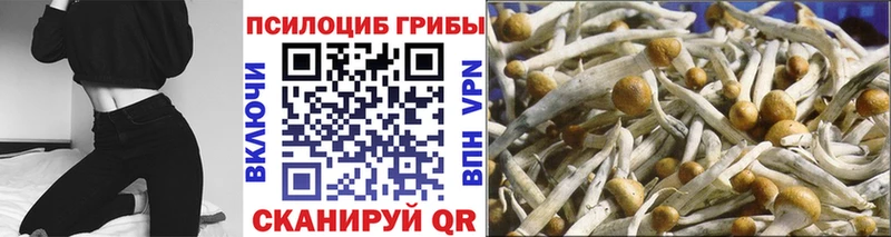 наркота  Шатура  Псилоцибиновые грибы MAGIC MUSHROOMS 
